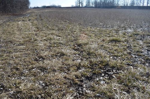Property photo 4 - East Allen County - 55 Acre Land Auction